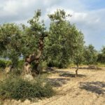 Ulivo potato in primavera, evidenziando la cura e la crescita della pianta.