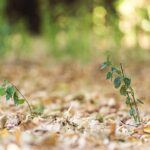 Piante con foglie ingiallite e cadenti, evidenziando la preoccupazione per la salute vegetale.