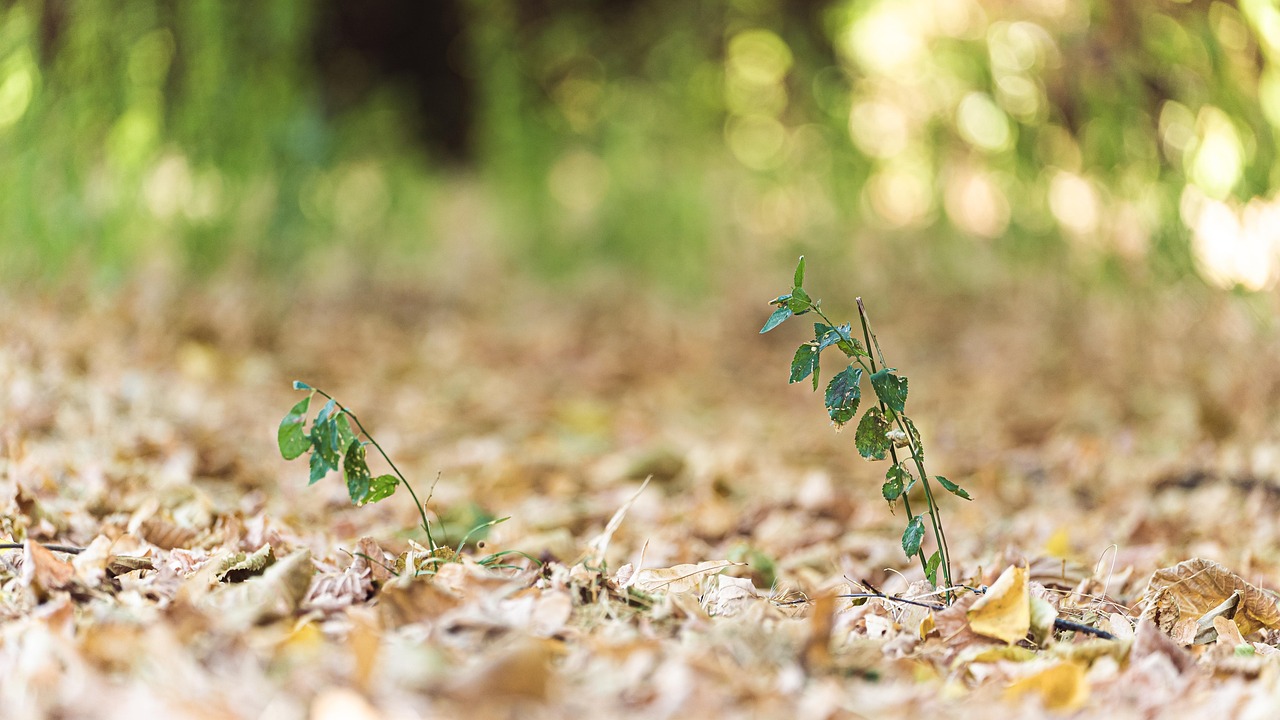 Piante con foglie ingiallite e cadenti, evidenziando la preoccupazione per la salute vegetale.