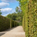 Siepe ingiallita e diradata, simbolo di scarsa crescita e salute delle piante.