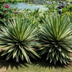 Giardino con piante resistenti alla siccità e facile manutenzione, verde e rigoglioso.