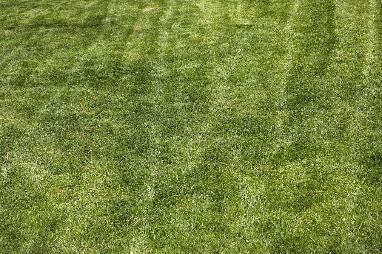Prato secco con macchie gialle, rappresenta errori comuni nella cura del prato.