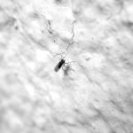 Moscerini nel terriccio di una pianta in vaso, evidenziando il problema della infestazione.