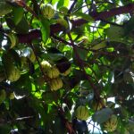 Alberi da frutto in un giardino, con foglie verdi ma senza frutti visibili.