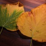 Foglie gialle su una pianta, simbolo di stress o carenze nutrizionali.