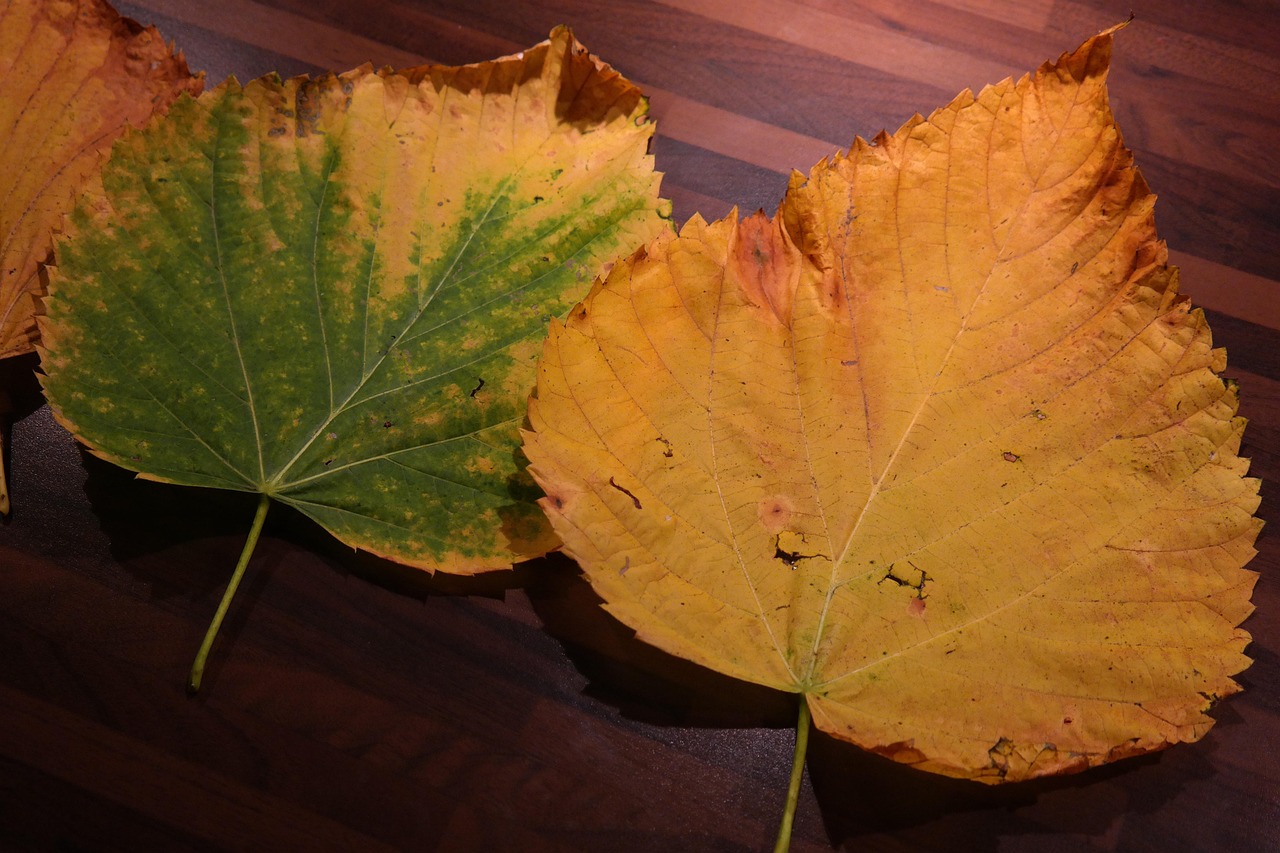 Foglie gialle su una pianta, simbolo di stress o carenze nutrizionali.