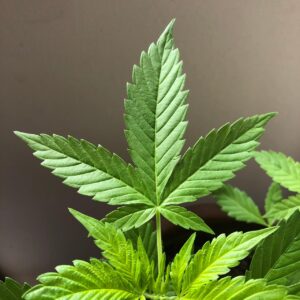 Foglie secche alle punte di una pianta, segnale di stress o carenza idrica.