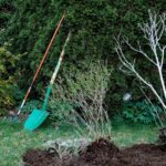 Ortensie potate in modo errato, senza fiori visibili, evidenziando l'importanza della potatura corretta.