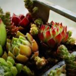 Piante grasse con foglie ingiallite e macchie scure, segno di marciscenza.