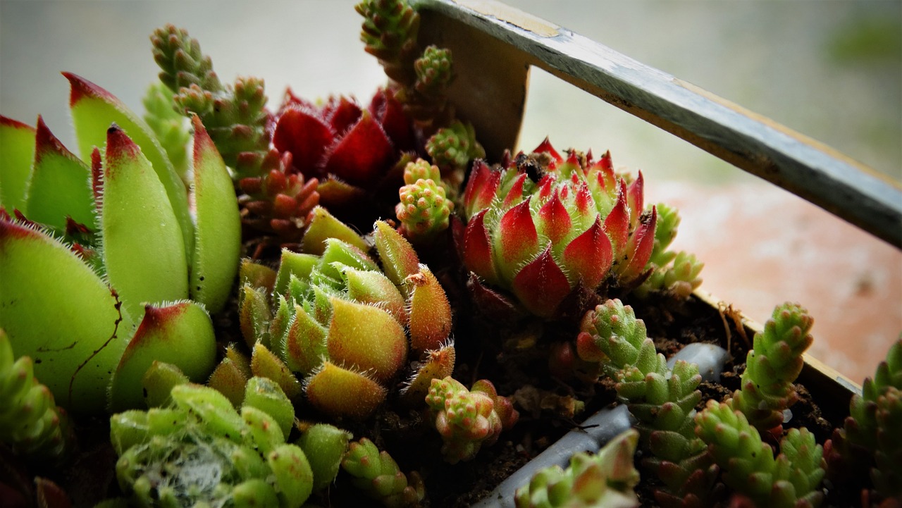 Piante grasse con foglie ingiallite e macchie scure, segno di marciscenza.