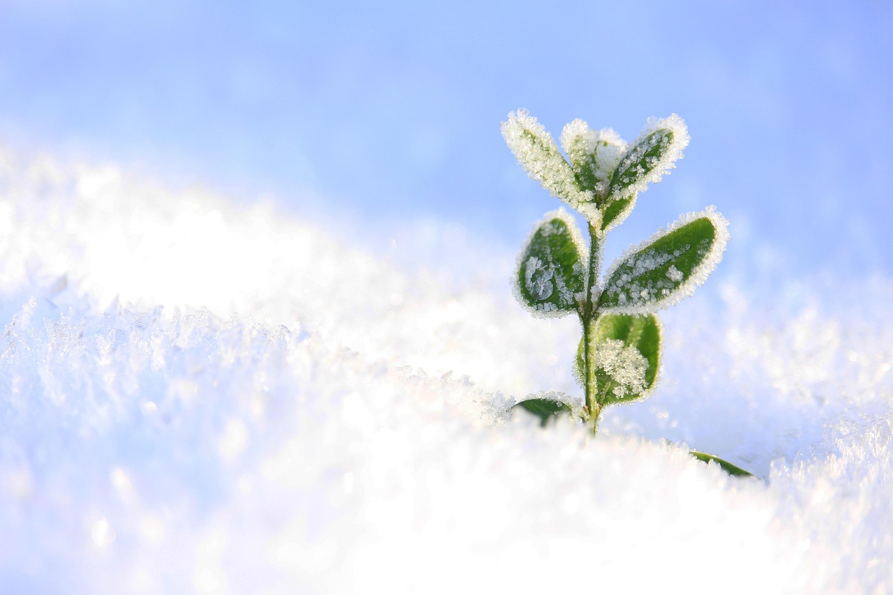 Un giardino in inverno con piante coperte da teli protettivi contro il gelo.