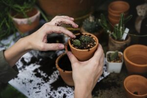Piante in vaso pronte per il travaso, con terriccio e attrezzi da giardinaggio sul tavolo.