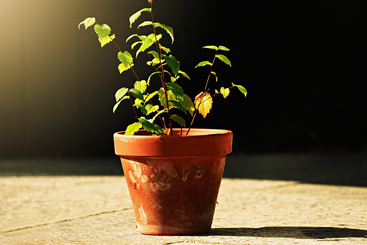 Piante con crescita inclinata in un giardino, suggerimenti per correggere la loro postura.