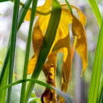 Piante appassite nonostante l'acqua, evidenziando problemi di salute vegetale.